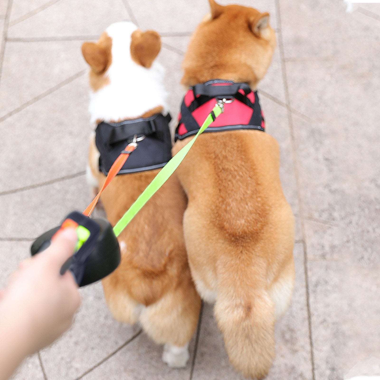 Leashes, Harnesses & Collars